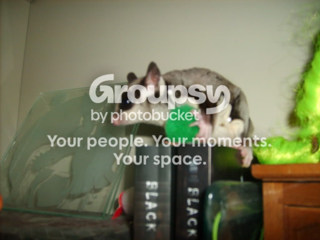 User Image